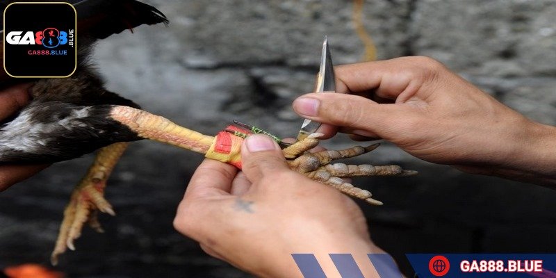 Cách băng cựa gà dao chuẩn xác giúp chiến kê tăng sức mạnh