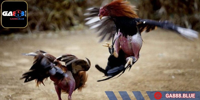 Chiến kê có đôi mắt tinh anh, nhanh nhẹn và luôn thể hiện sự linh hoạt