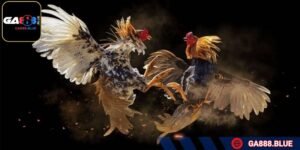 Đá gà cựa dao từ lâu đã trở thành thú chơi hấp dẫn