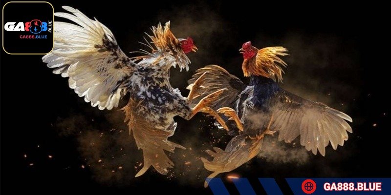 Đá gà cựa dao từ lâu đã trở thành thú chơi hấp dẫn