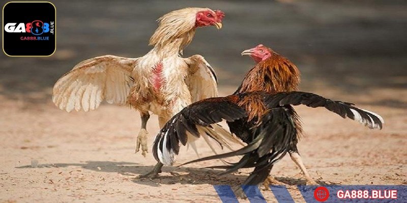 Các pha tấn công dồn dập và sự căng thẳng đến nghẹt thở