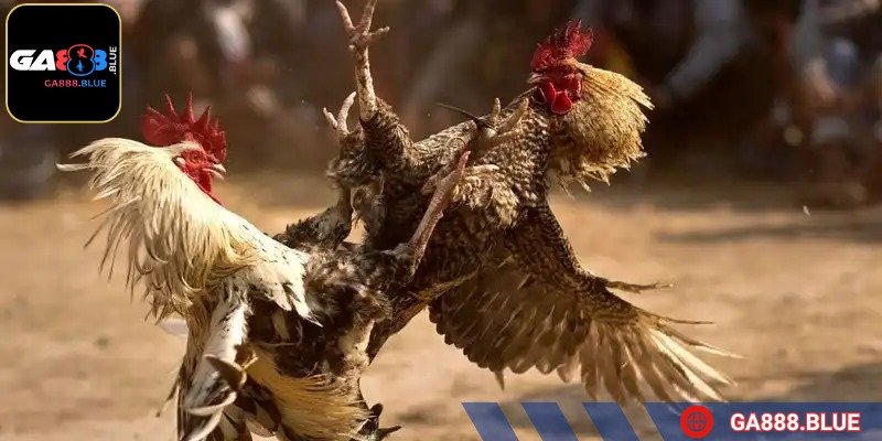 Mỗi chiến kê không chỉ là con vật, mà còn là niềm đam mê