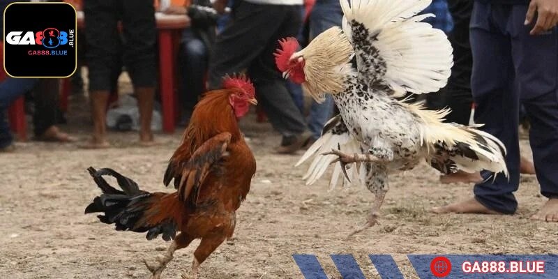 Đá gà cựa sắt mang đến sự kịch tính và sức hút lớn