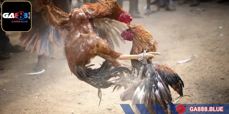 Trong các trận đấu, chiến kê phải có cân nặng và thể trạng tương đồng