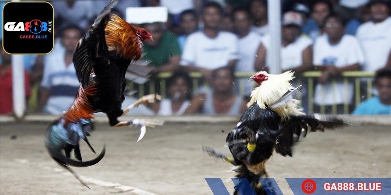 Cựa dao là hình thức đá gà online nguy hiểm nhất