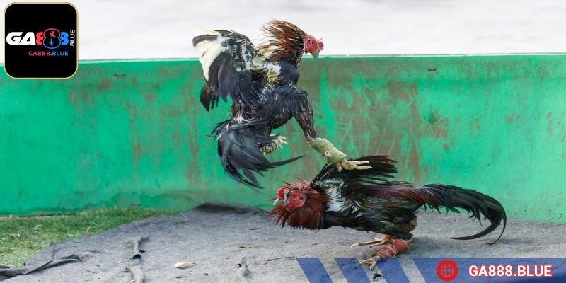 Kèo cựa tròn mang tới những màn đối đầu chất lượng