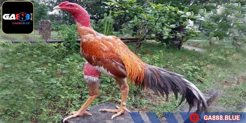 Một số loại thuốc hỗ trợ phục hồi sau thi đấu, giảm chấn thương