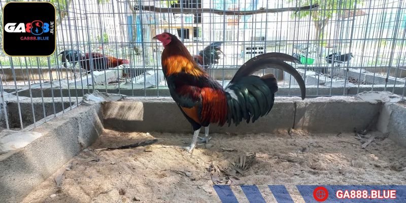 Thuốc khiến gà đối phương mất đi 70% lực chiến đấu