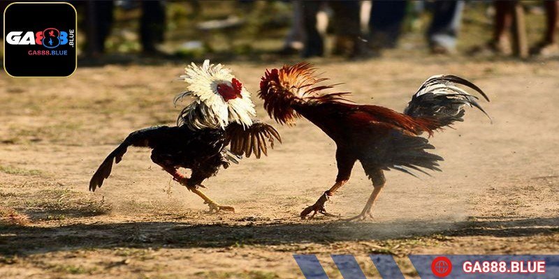 Sư kê cần chọn loại thuốc phù hợp với tình trạng chiến kê