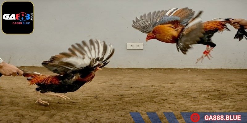 Cựa lai là sự giao thoa tinh tế giữa dao và tròn