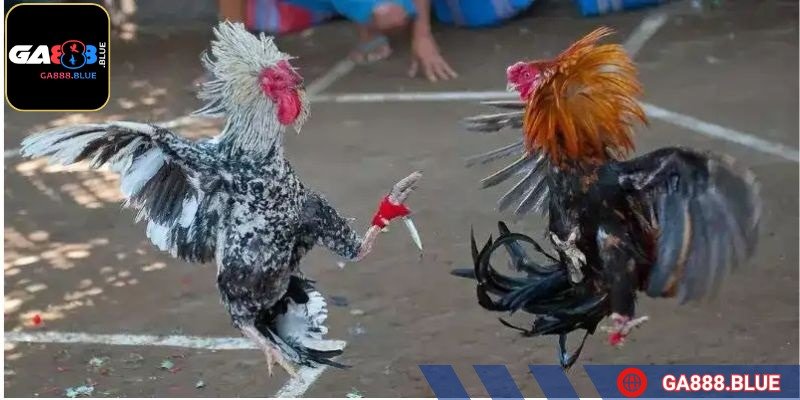 Gà đá tốc độ sẽ cần một loại cựa khác với gà thiên về sức mạnh